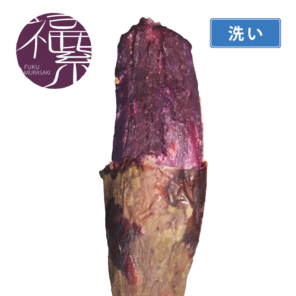 洗いフクムラサキ