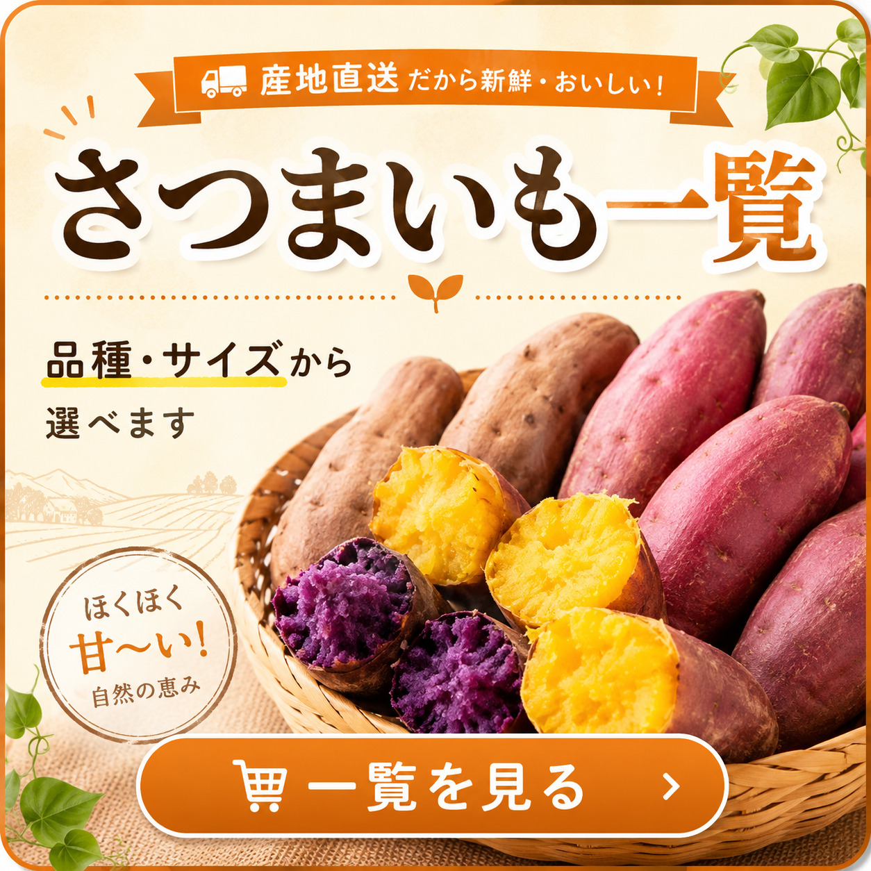農家が解説】シルクスイートの特徴は「絹」のような食感？紅はるかとの