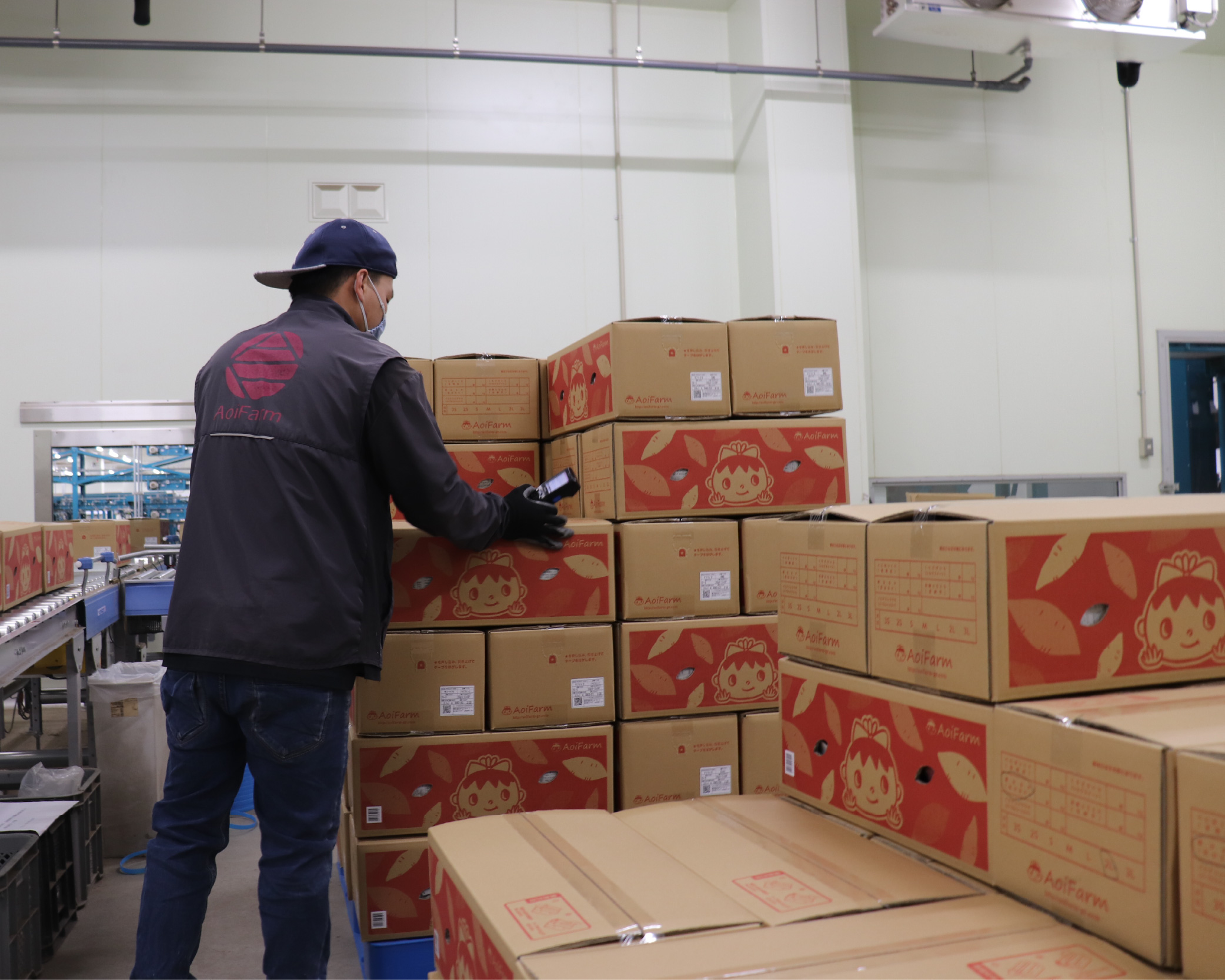 さつまいもを荷積み