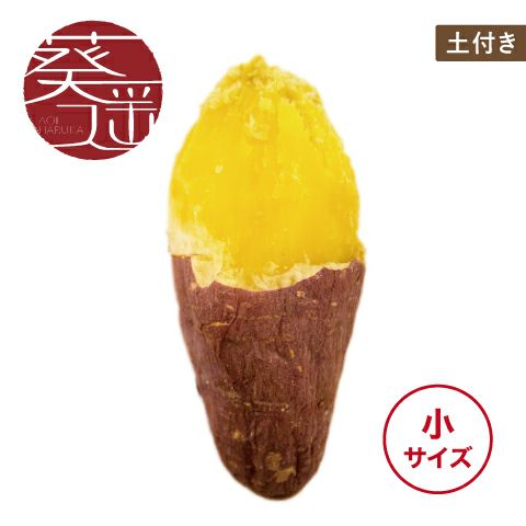 【土付き】葵はるか〈小サイズ〉画像1