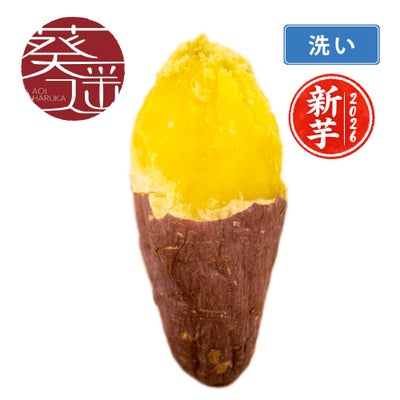 【洗い】葵はるか〈中サイズ〉画像1