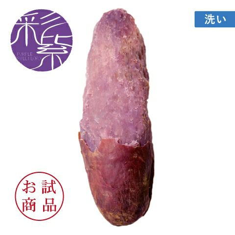 【お試商品】イロドリムラサキ　洗い 〈中サイズ〉画像1