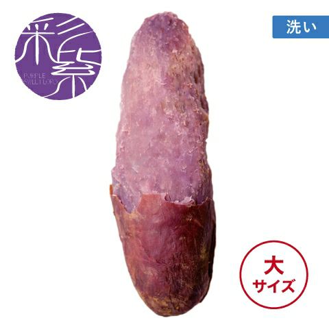 【洗い】イロドリムラサキ〈大サイズ〉画像1