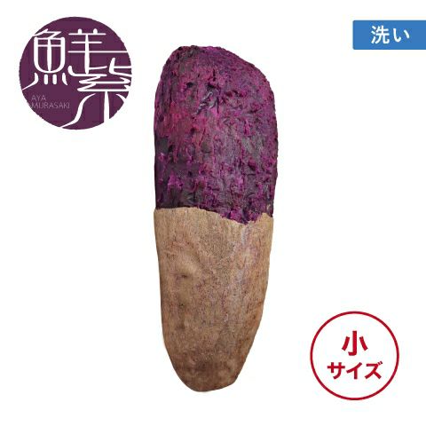 【洗い】アヤムラサキ〈小サイズ〉画像1