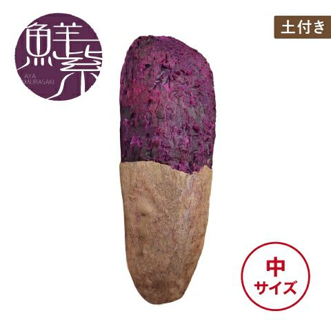 【土付き】アヤムラサキ〈中サイズ〉画像1