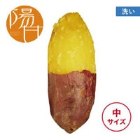 【洗い】ひなたスイート〈中サイズ〉 画像1