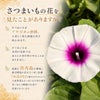 さつまいもの花