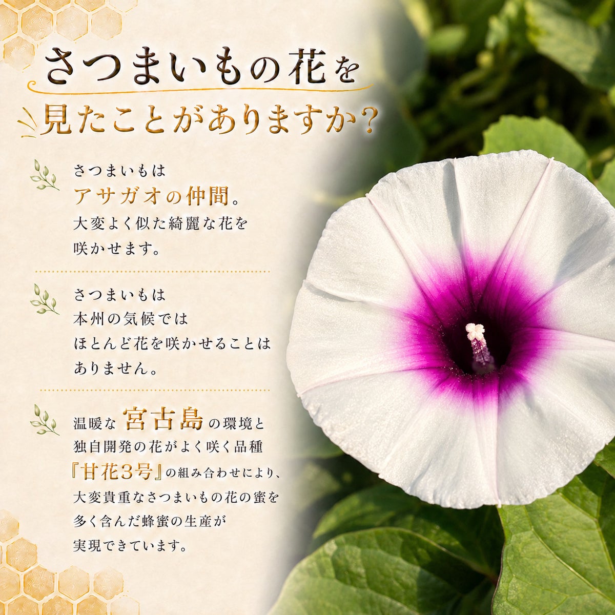 さつまいもの花