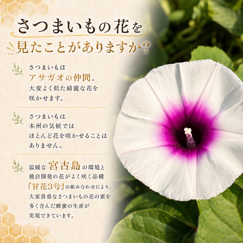 さつまいもの花が咲き誇る甘花3号