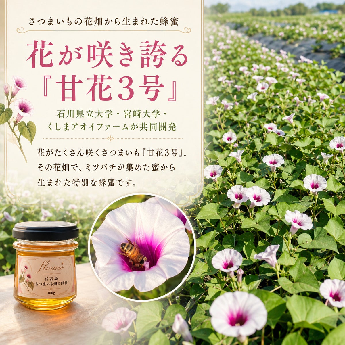 甘花3号